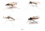 62日本生物學專家的物種辨識技巧大解密！這種程度的問題根本難不倒任何人。下面請仔細檢查①∼③的特徵，為什麼你會認為這兩隻蟲「不一樣」呢？請盡可能列出所有你覺得它們不同的地方。</p><p>那麼，可見就算是如此常見的昆蟲，如果你對昆蟲很熟悉，請問下面四隻昆蟲中，_31b